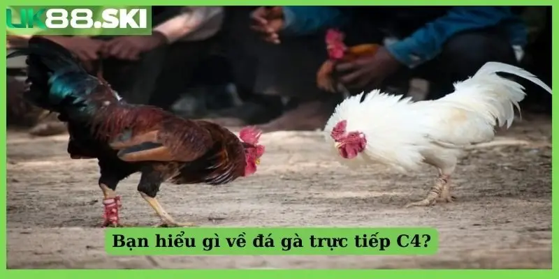 Bạn hiểu gì về đá gà trực tiếp C4?
