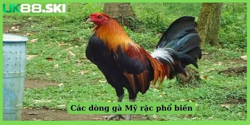 Các dòng gà Mỹ rặc phổ biến