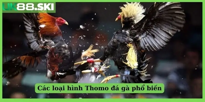 Các loại hình phổ biến tại trường gà Thomo