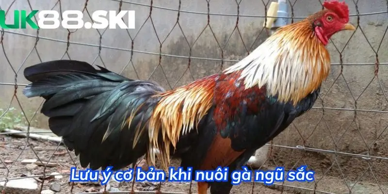 Cân nhắc kỹ lưỡng trước khi lựa chọn giống gà