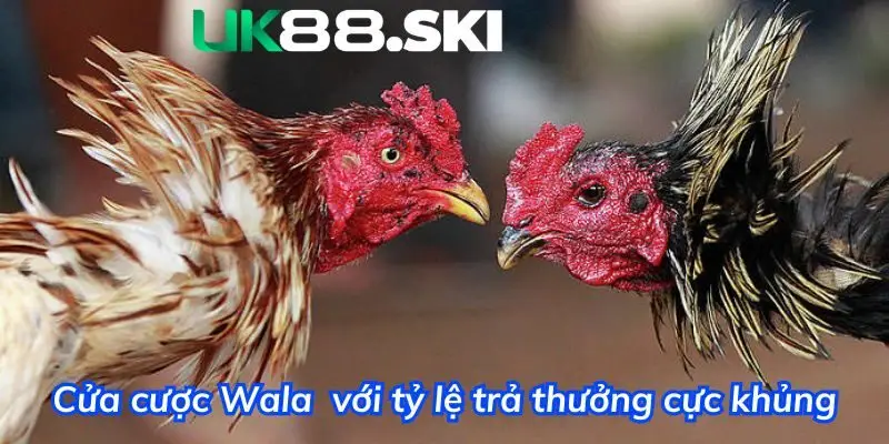 Cửa cược Wala  với tỷ lệ trả thưởng cực khủng