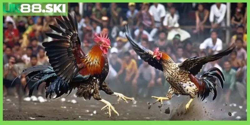 Trải nghiệm những trận đấu nảy lửa từ đá gà Mỹ đình đám