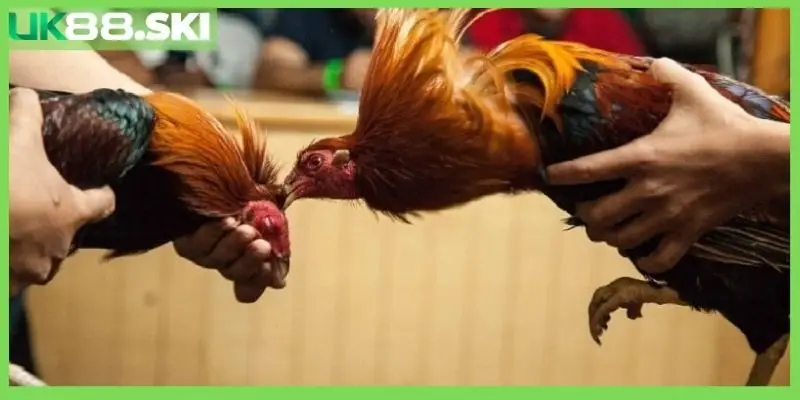 Đá gà Thomo trực tiếp