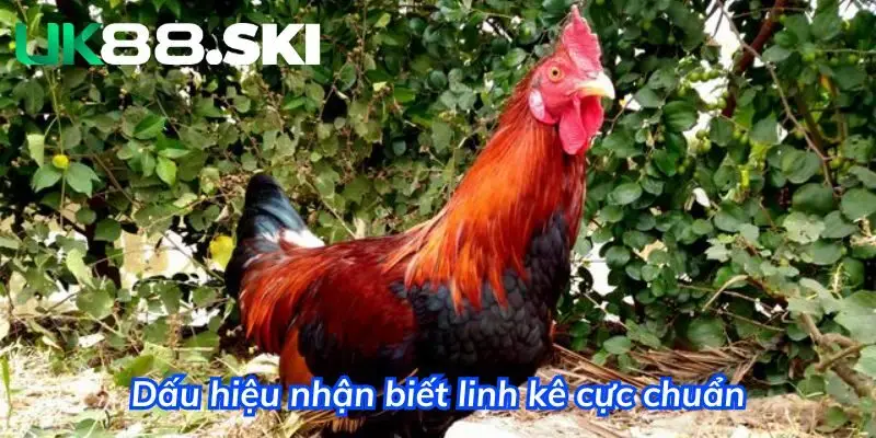 Dấu hiệu nhận biết linh kê cực chuẩn