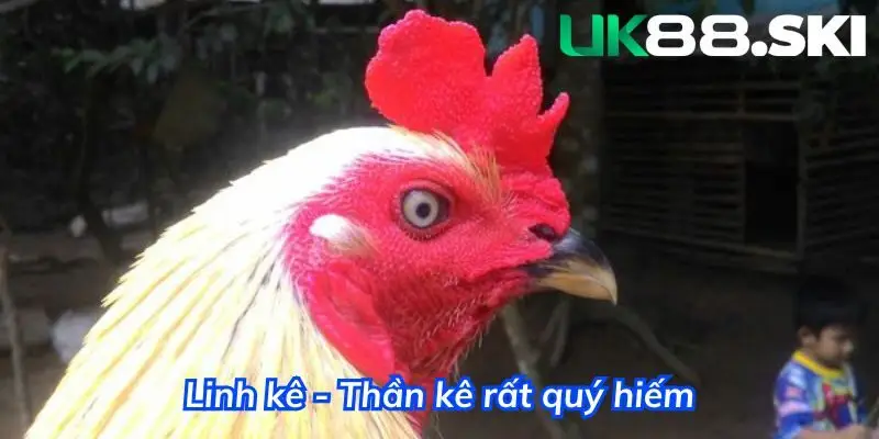 Tìm hiểu về gà linh kê thần kê - Sự thật và huyền thoại