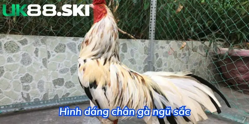 Hình dáng bên ngoài săn chắc, dáng đi thẳng