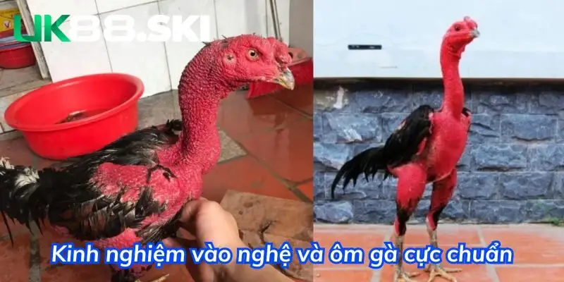 Kinh nghiệm vào nghệ & om gà cực chuẩn