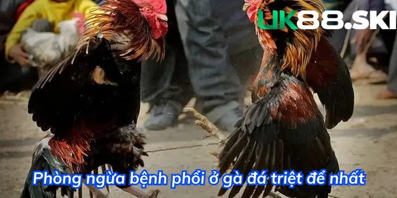 Phòng ngừa bệnh phổi trên gà đá triệt để nhất