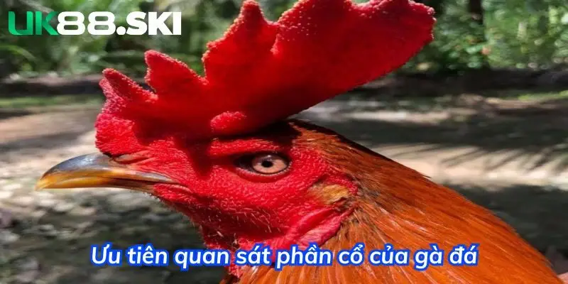 Quan tâm đến chiều dài cổ gà đá