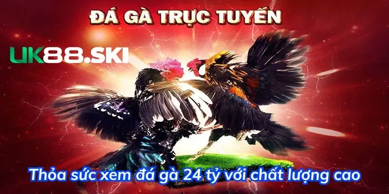 Thỏa sức xem các trận đá gà 24 tỷ với chất lượng cao