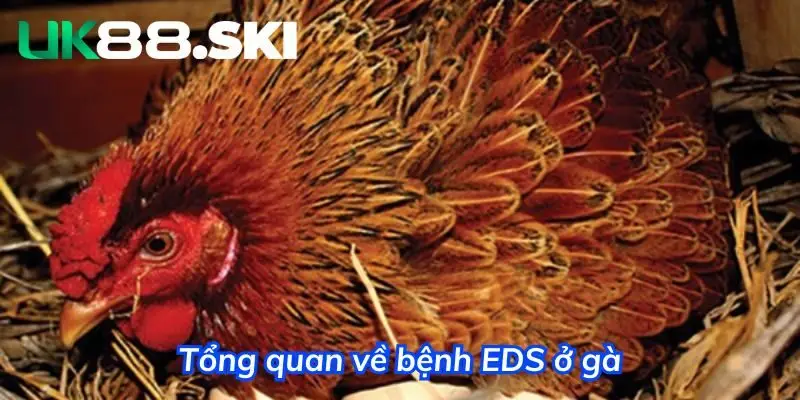 EDS là căn bệnh rất nghiêm trọng đối với khả năng sinh sản của gà 