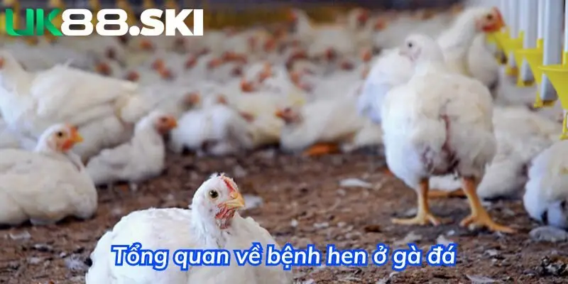 Tổng quan về bệnh hen ở gà đá