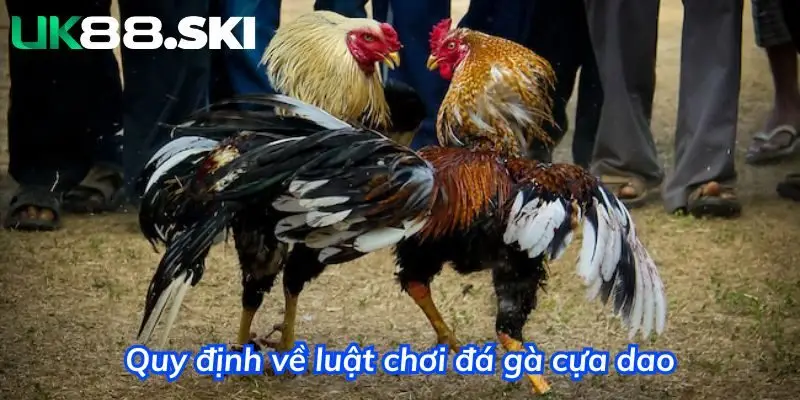 Trận đấu kết thúc khi gà bị thương nặng 