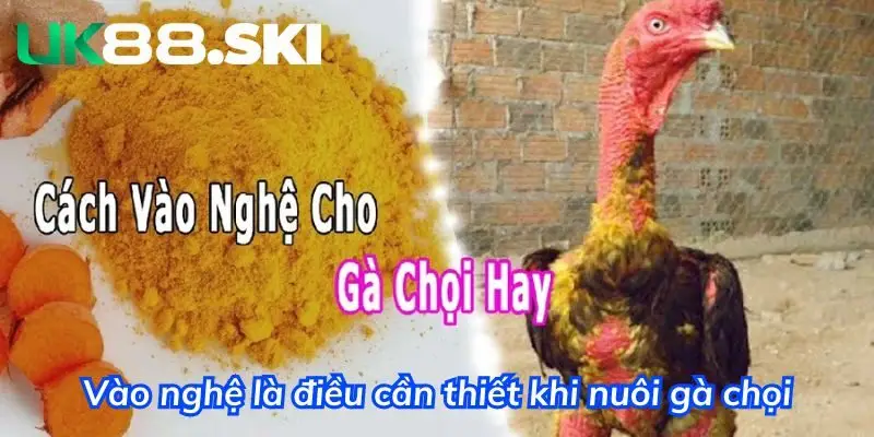 Vào nghệ là điều cần thiết khi nuôi gà chọi