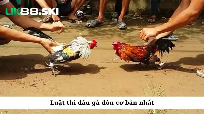 Luật thi đấu gà đòn cơ bản nhất
